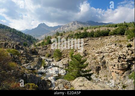 Francia, Haute Corse Niolu (Niolo) regione, nuotare nel fiume Golo intorno al ponte genovese Ponte Altu Foto Stock