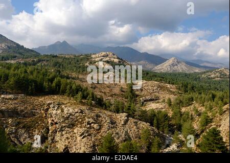 Francia, Haute Corse Niolu (Niolo) regione, Valdu Niellu foresta di rivestimento per le pendici occidentali del Niolu Foto Stock
