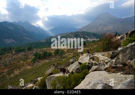 Francia, Haute Corse Niolu (Niolo) regione, allevamenti di capre accanto al Calasima villaggio più alto in Corsica (1 095m) Foto Stock