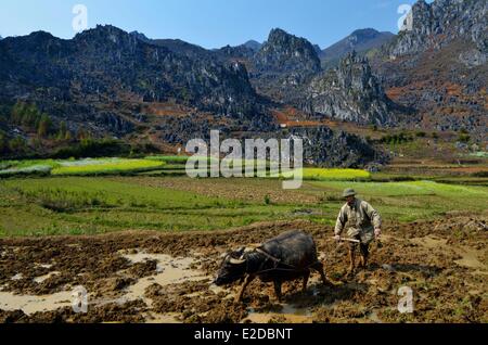 Il Vietnam ha Giang provincia uomo di etnia Hmong gruppo arare il suo campo Foto Stock