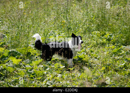 Cane, Border Collie, Saint Pierre de Chartreuse, Isere, Rhone Alpes, Francia. Foto Stock