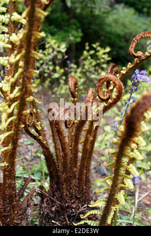 DRYOPTERIS WALLICHIANA. WALLICH della felce del legno. BUCKLER di felce. Foto Stock