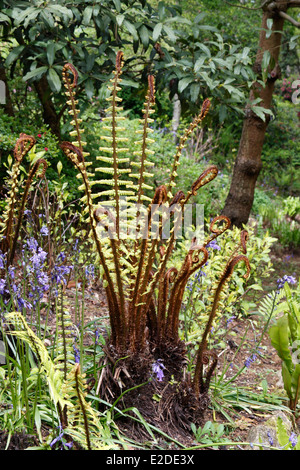 DRYOPTERIS WALLICHIANA. WALLICH della felce del legno. BUCKLER di felce. Foto Stock