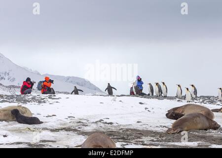 Antartico Isola Georgia del Sud Salysbury pianure pinguino reale (Aptenodytes patagonicus) adulti nella neve e nebbia Foto Stock