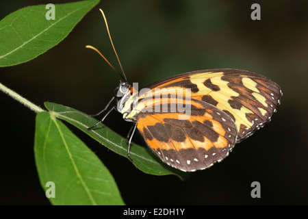 Harmonia Tiger-ala o Harmonia Tiger butterfly (Tithorea harmonia) ali chiuso Foto Stock