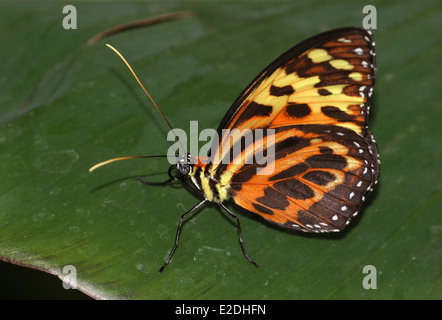 Harmonia Tiger-ala o Harmonia Tiger butterfly (Tithorea harmonia) ali chiuso Foto Stock
