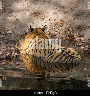 Tiger che stabilisce in un pool, in bandhavgarh national park in Madhya Pradesh india asia Foto Stock