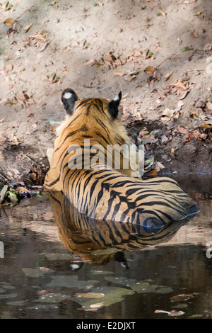 Tiger che stabilisce in un pool, in bandhavgarh national park in Madhya Pradesh india asia Foto Stock