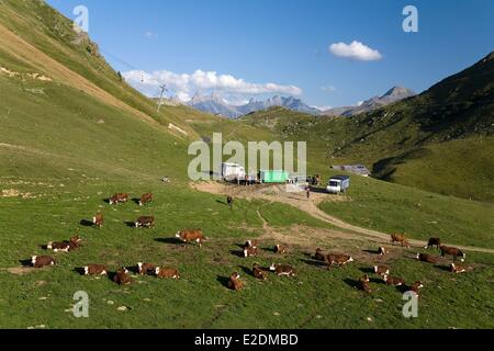 Francia Savoie Maurienne regione Valle Arvan St Sorlin d'Arves mungere le mucche Foto Stock