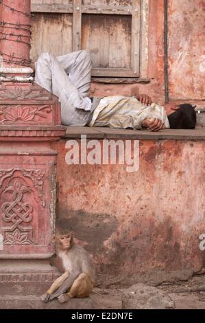 India Rajasthan Jaipur scimmie nella zona di ??Galta Foto Stock