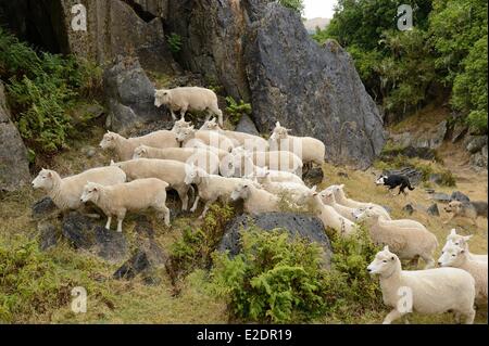 Nuova Zelanda Isola del nord regione di Waikato Piopio vicino a Waitomo scene del film The Hobbit sono state filmate nella proprietà di Foto Stock