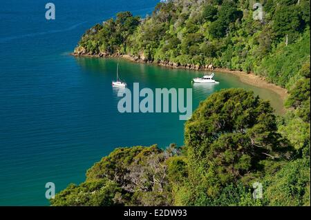 Nuova Zelanda, Isola del Sud, regione di Marlborough, Queen Charlotte Drive, tra Havelock e Picton, a 40 chilometri di strada tortuosa orlate da foresta nativa che offre vedute del Marlborough Sounds (geographic dedalo di insenature e promontori, picchi e spiagge) Foto Stock