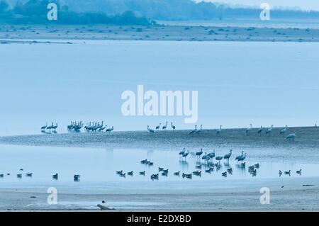 Francia Haute Marne (52) il lago artificiale Der-Chantecoq o serbatoio di Marne lago (spesso chiamato il Lac du Der) Comune gru (grus Foto Stock