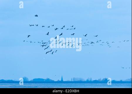 Francia Haute Marne (52) il lago artificiale Der-Chantecoq o serbatoio di Marne lago (spesso chiamato il Lac du Der) comune di volo Foto Stock