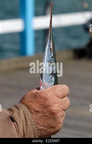 La Lituania nella contea di Palanga Palanga fisherman tenendo un aiguillette Foto Stock