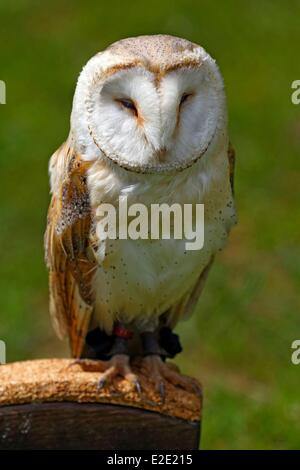 Francia yvelines (78) Espace Rambouillet Rambouillet barbagianni (Tyto alba) Foto Stock