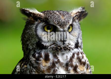 Francia yvelines (78) Espace Rambouillet Rambouillet gufo comune (Asio otus) Foto Stock