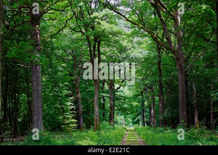 Francia yvelines (78) Rambouillet le Parc d'en Haut Foto Stock