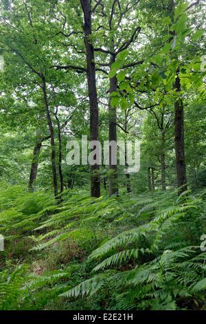 Francia yvelines (78) foresta di Rambouillet Serqueuse crocevia della Rotunda Foto Stock