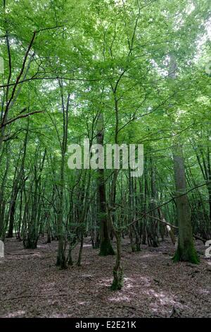 Francia yvelines (78) foresta di Rambouillet Serqueuse crocevia della Rotunda Foto Stock