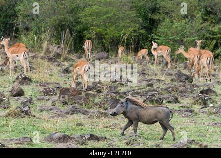 Kenia Masai Mara riserva nazionale impala (Aepyceros melampus) e warthog (Phacochoerus africanus) Foto Stock