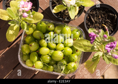 Una cestella di di ribes freschi e tre scorte in fiore su un tavolo di legno sotto il sole. Foto Stock
