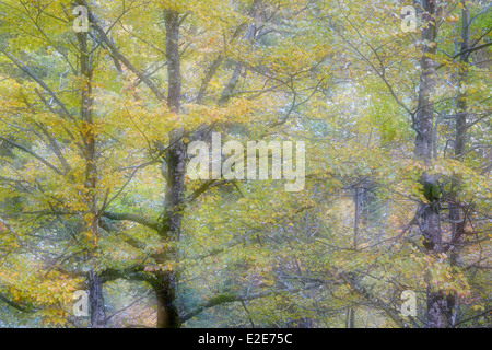 Bosco autunnale con foglie colorate e una doppia in esposizione della fotocamera. Foto Stock