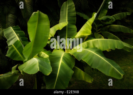 Albero di banana. Messico Foto Stock