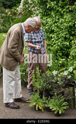 Un cliente in un paese fiera vegetali (Stockton Bury giardini, Leominster, Herefordshire, UK) Foto Stock