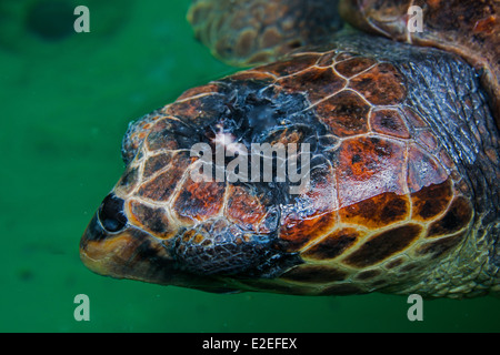 Il Kaptan Giugno Sea Turtle Foundation , Iztuzu beach, Dalyan, Turchia Foto Stock