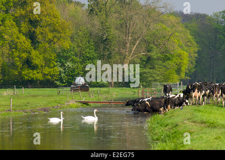 Cigni e mucche in un fosso il raffreddamento durante una calda giornata estiva con un agricoltore lavora sul campo Foto Stock