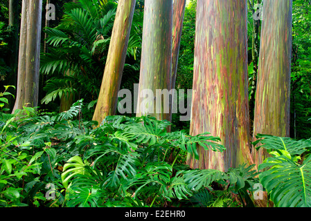 Rainbow eucalipto (Eucalyptus deglupta).e split philodendron foglia. Keanae Arboretum. Maui, Hawaii Foto Stock