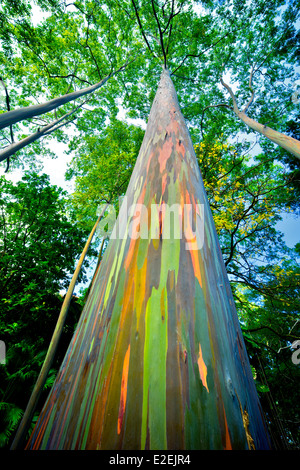Guardando il Rainbow eucalipto (Eucalyptus deglupta). Keanae Arboretum. Maui, Hawaii Foto Stock