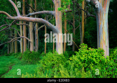 Percorso in Rainbow eucalipto (Eucalyptus deglupta). Maui, Hawaii Foto Stock