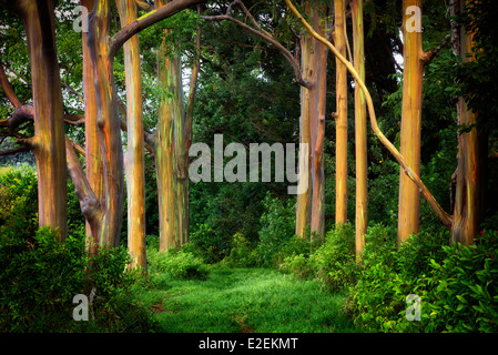 Rainbow eucalipto (Eucalyptus deglupta). Maui, Hawaii Foto Stock