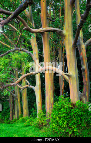 Rainbow eucalipto (Eucalyptus deglupta). Maui, Hawaii Foto Stock
