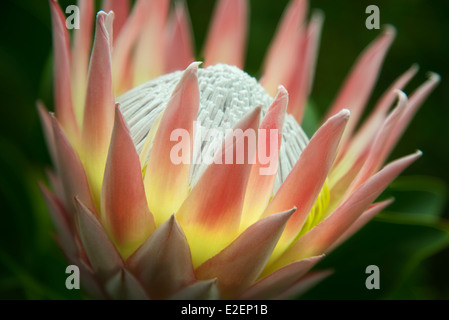 Chiusura del re Protea, (protea cynaroides). Maui, Hawaii Foto Stock