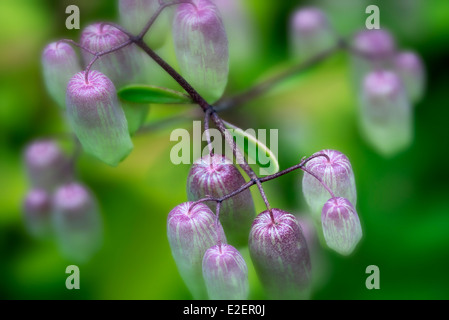Unidentified close up dei fiori tropicali, Maui, Hawaii Foto Stock