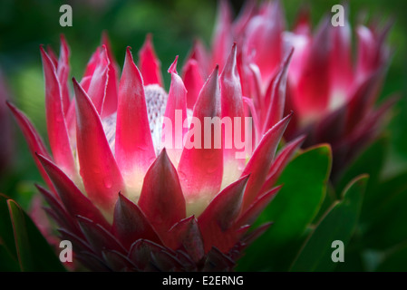 Chiusura del re Protea, (protea cynaroides). Maui, Hawaii Foto Stock