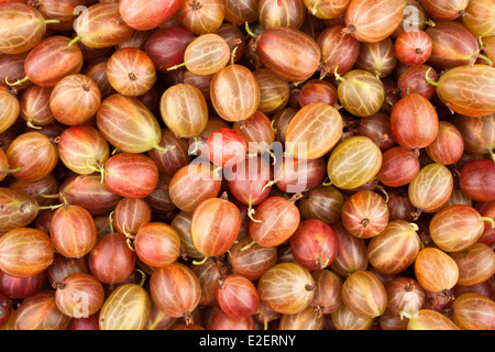 Sfondo ai ribes Foto Stock