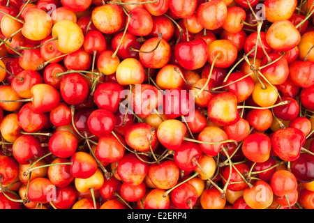 Sfondo di ciliegio Foto Stock