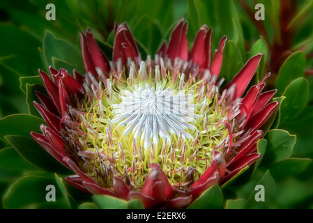 Chiusura del re Protea, (protea cynaroides). Maui, Hawaii Foto Stock