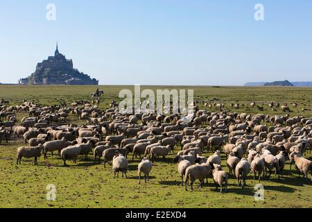 France Manche della baia di Mont Saint Michel elencati come Patrimonio Mondiale UNESCO paludi salate ovini e Mont Saint Michel in background Foto Stock