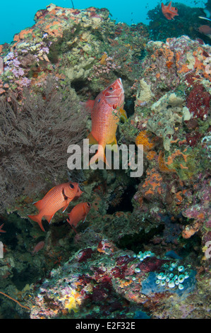 Pesce scoiattolo in South Male Atoll' Foto Stock