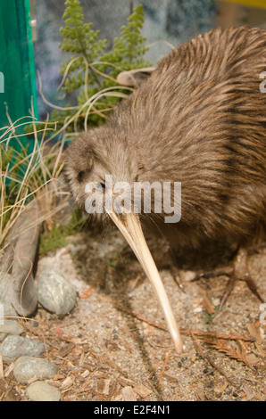 Nuova Zelanda, Isola del nord, Rotorua, Rainbow Springs. Display ripiene di specie in pericolo Brown kiwi uccello con pulcino. Foto Stock