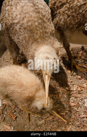 Nuova Zelanda, Isola del nord, Rotorua, Rainbow Springs. Display ripiene di specie in pericolo Brown kiwi uccello con pulcino. Foto Stock