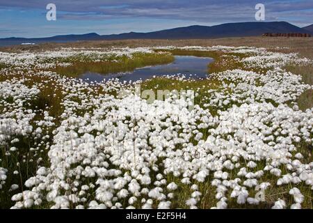 Russia, Chukotka Distretto autonomo, Wrangel island, villaggio di dubbia, Arctic Cottongrass (Eriophorum scheuchzeri) Foto Stock