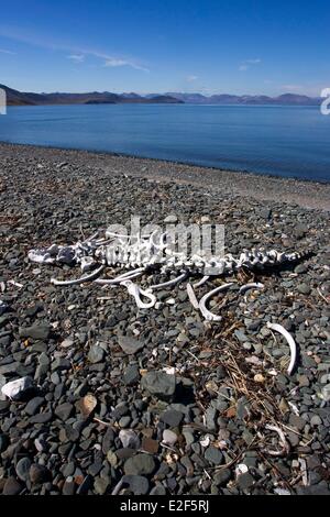 Russia, Chukotka Distretto autonomo, Yttygran Island, lo scheletro di tricheco del Pacifico (Odobenus rosmarus divergens) Foto Stock