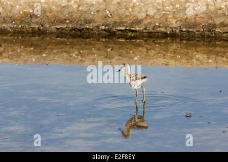 Francia, Vendee, L'Ile-d'Olonne, pied avocet chick in un saline Foto Stock