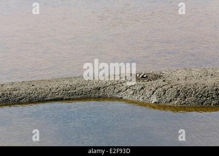 Francia, Vendee, L'Ile-d'Olonne, pied avocet nido in un saline Foto Stock